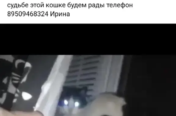Пропала кошка на ул. Латышских Стрелков, 19, Казань