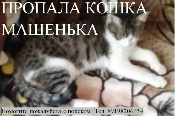 Пропала кошка Мася на улице Энгельс-1, 63