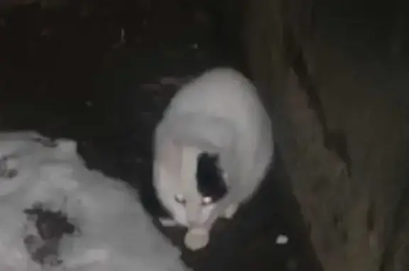 Кошка найдена у входа в подвал по Бехтерева 35 к2