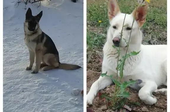 Пропала собака в Гусевке, Свердловская область