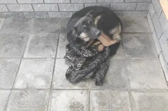 Собака найдена на ул. Спутника, Н. Новгород.