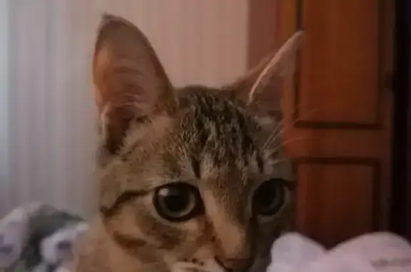 Объявления о пропавших и найденных животных, Пенза, фото: Пропала кошка Саймон, Кронштадтская улица 1, Пенза.