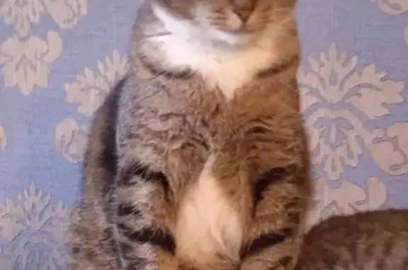 Кошки потеряшки, Санкт-Петербург, фото: Потеряшка кошка Кот Кузя на шоссе Революции, 33 к6, СПб