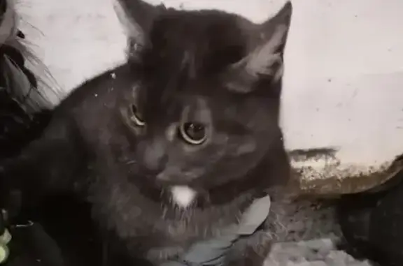 Найдена серая кошка возле аптеки в Набережных Челнах