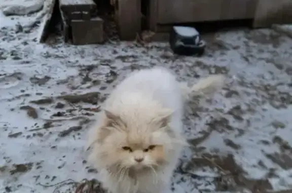 Найдена домашняя персидская кошка в Н. Калиновке