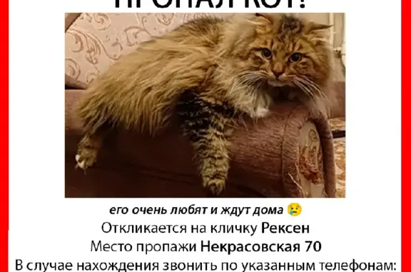 Пропала кошка на Некрасовской улице, г. Самара