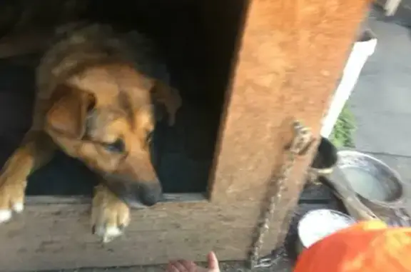Пропала собака Рекс в посёлке Флюс на Привокзальной, 6