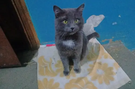 Найдена кошка Ищет дом кот на Волгоградской улице