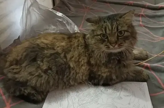 Найдена домашняя кошка на Лазурной, Барнаул