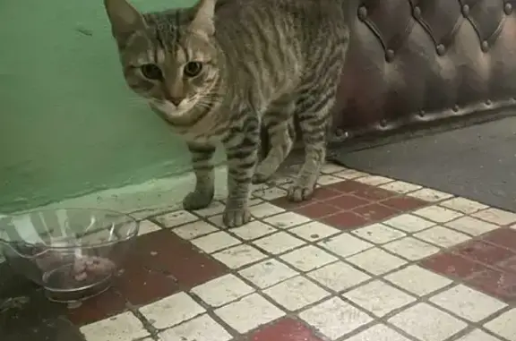 Потерянный котик на Рабочей, 55 в Домодедово