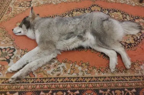 Найдена собака на Комсомольской, Магнитогорск