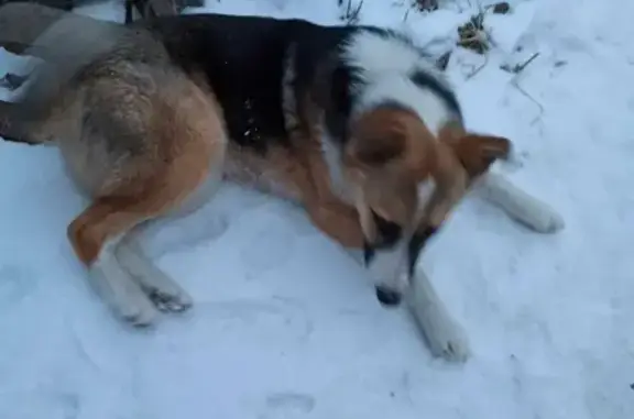 Найдена собака в Отрадном, Воронежская область