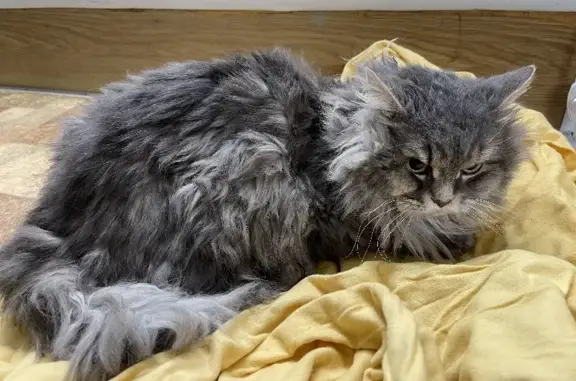 Найден серый кот на ул. П. Осипенко, 66, Владимир