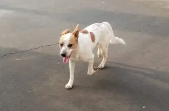 Пропала собака на Московской улице, ищут хозяина
