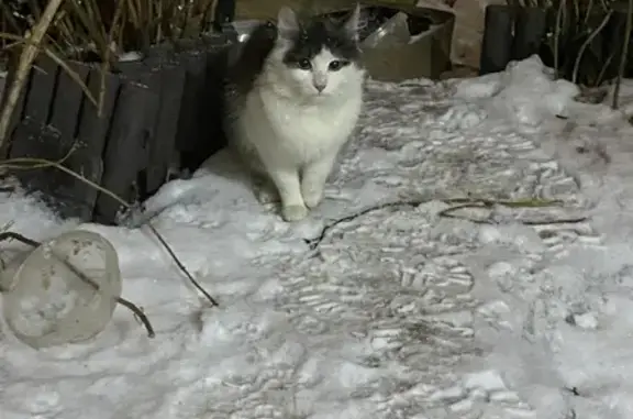 Найден подросток-котенок на улице Усиевича, Москва