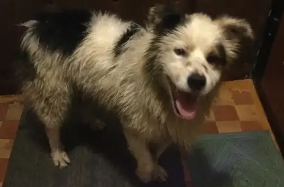 Найдена собака на улице Красноярская, 15 в Гольяново.