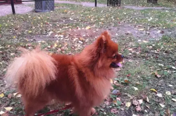 Пропала собака в СНТ Приозерное: помогите найти Жузи 🐶