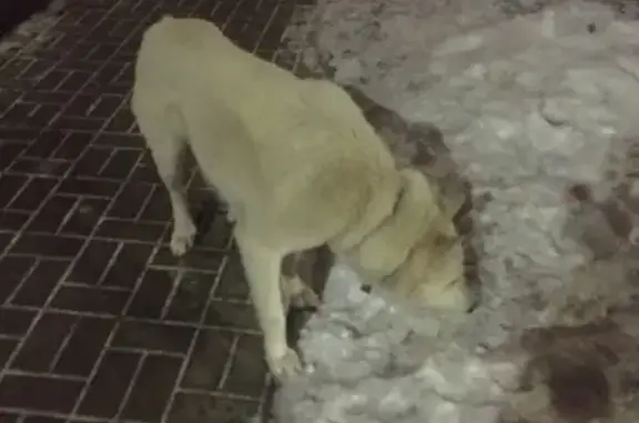 Собака в ошейнике в Домодедово