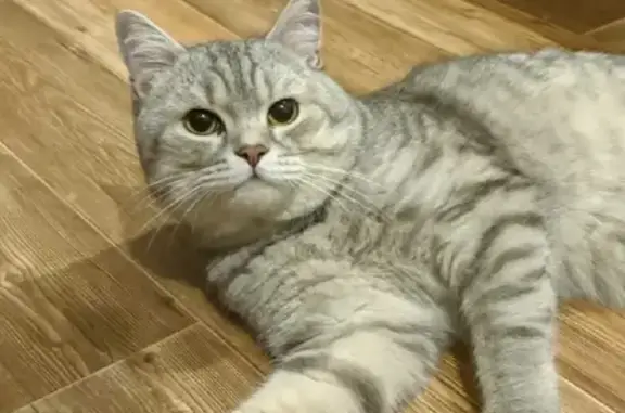 Найдена кошка на пр. Фрунзе, 126 в Томске