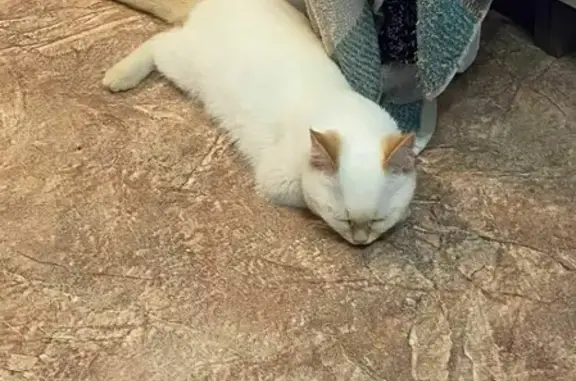 Потерянные животные Воронеж, фото: Пропал кот Тимошка на Костромской улице, Воронеж (41 символ)