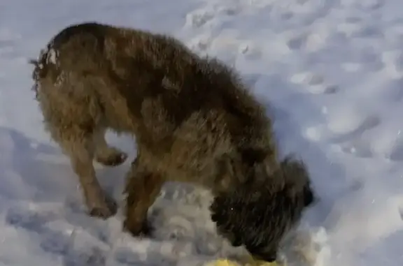 Найдена собака на Кузбасской улице, Нижний Новгород