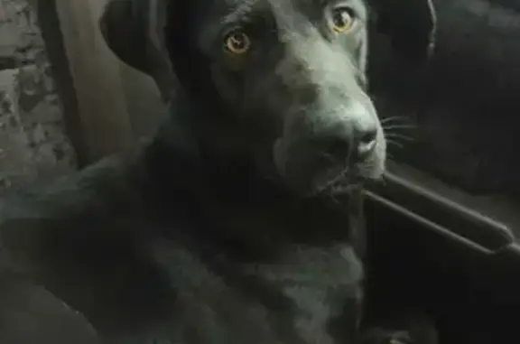 Найдена собака на Коровинском шоссе, Москва
