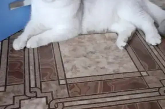 Пропала белая Шотландская кошка на Ленинского Комсомола, 37