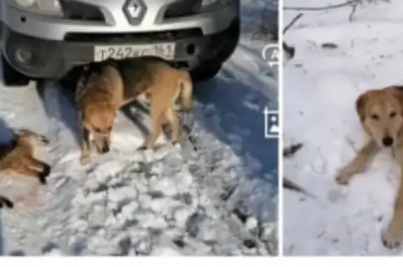 Пропали две охотничьи собаки на Розы Люксембург, Новошахтинск