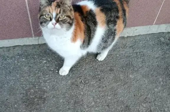 Найдена кошка возле магазина Апельсин на Черниговской, Бело-рыже-полосатый окрас