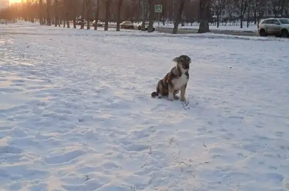 Пропала собака на Люблинской улице, Москва