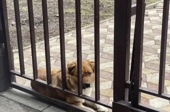 Потерянный умный пёс на улице Варфоломеева, Ростов-на-Дону