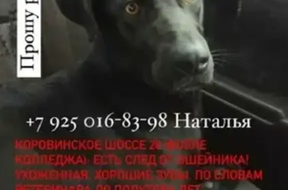 Найдена черная собака на Коровинском шоссе, Москва
