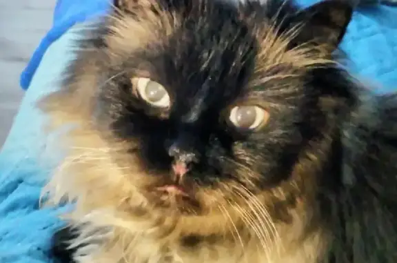 Кошки потеряшки, Санкт-Петербург, фото: Потеряшка кошка Метисска на пр. Ветеранов, 140, СПб