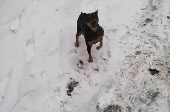 Найдена собака на Сормовском шоссе