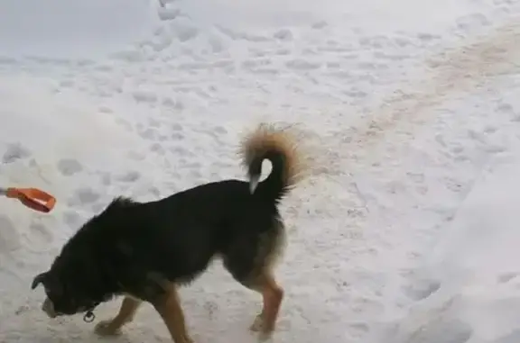 Найдена собака в СНТ Ольшаны (338 участок)