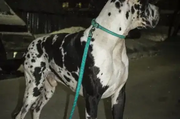Пропала собака в Иваново, вознаграждение! 🐶