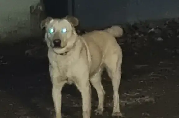 Найдена собака Кобель на Гарибальди, 36 к38