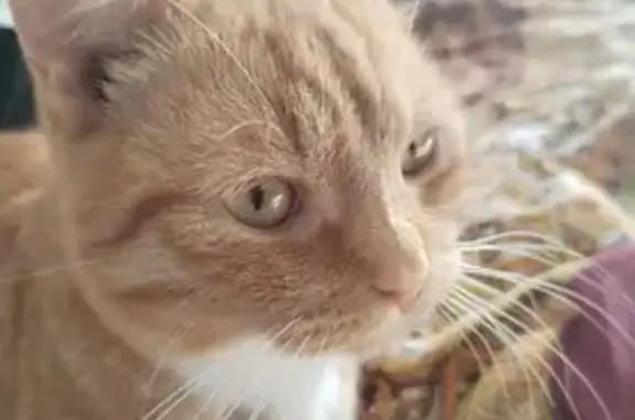 Пропала кошка Рыжий на улице Ломоносова, 37