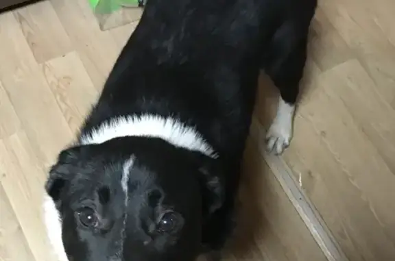 Пропала собака Дик в Московской области (46Н-03820)
