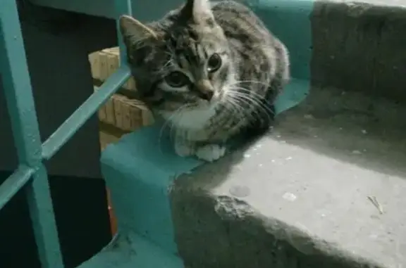 Найден чистый котенок на Курганской улице