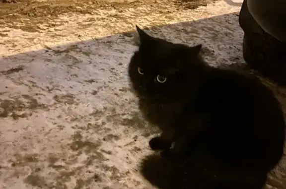 Найдена кошка на улице Запотоцкого 21 (Уфа)