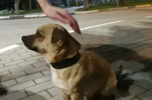 Найдена собака на улице Кесаева, 11Б.