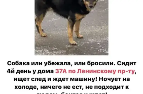 Найдена собака на Ленинском проспекте 37А