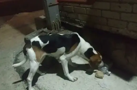 Найдена охотничья собака в районе насосной станции на Сенгилеевском водохранилище