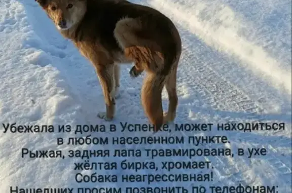 Пропала собака рыжего окраса на Московском Тракте (116, Успенка)