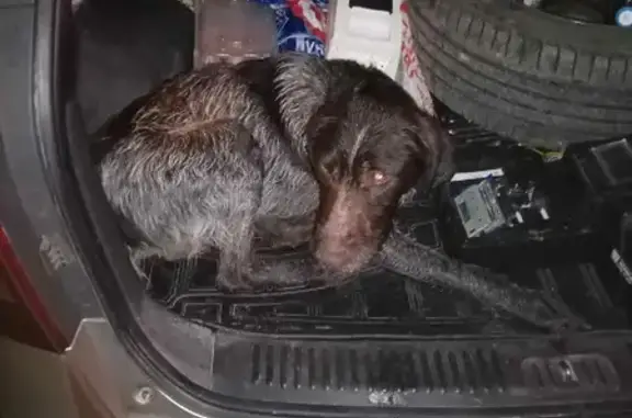 Найдена собака в Песчанокопском поселении