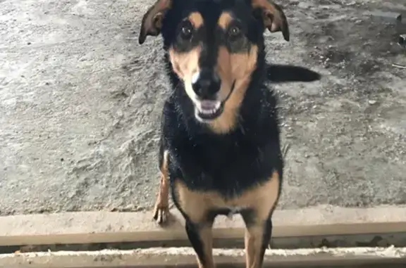 Собака найдена в Кузьмино-Гати, Тамбовская область
