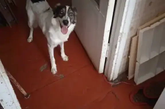 Найденные животные Нижний Новгород, фото: Найдена собака на ул. Молитовская, ищем хозяина