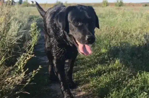 Пропала собака в Воронежской области, район снт Изумруд