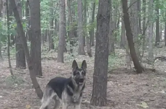 Пропала собака Джокер в районе Госпитальной клиники, Томск